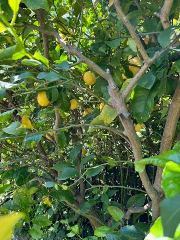 Casa Limoneto Leilighet Noli Eksteriør bilde